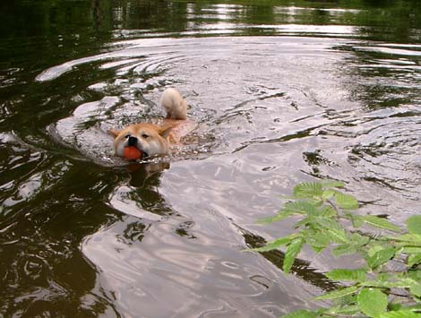 Bei frhzeitiger Gewhnungs ans nasse Element ist der Shiba Inu keineswegs wasserscheu, wie man immer wieder liest!